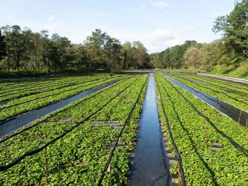 Daio Wasabi Farm