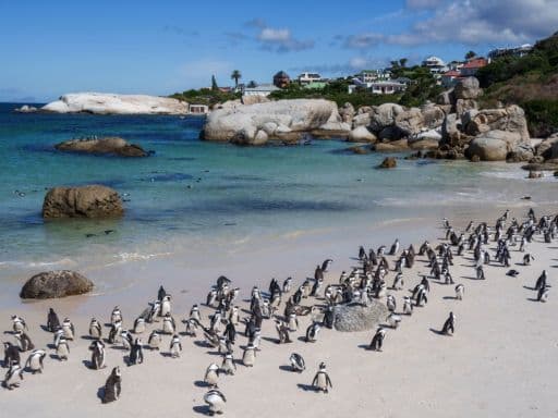 Boulders Penguin Colony