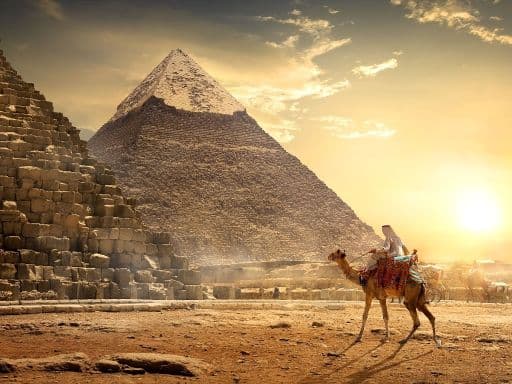 Camel near Pyramids Egyptian