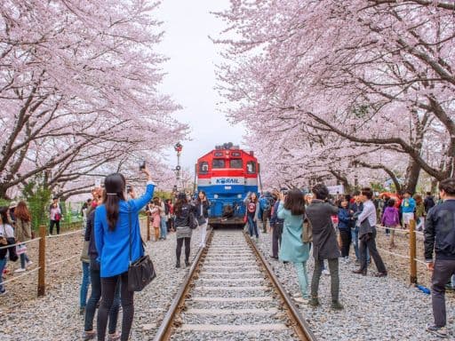 Jinhae Gunhangje Cherry Blossom Festival