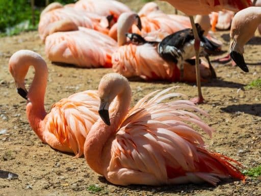 Flamingos at Lake Elementaita