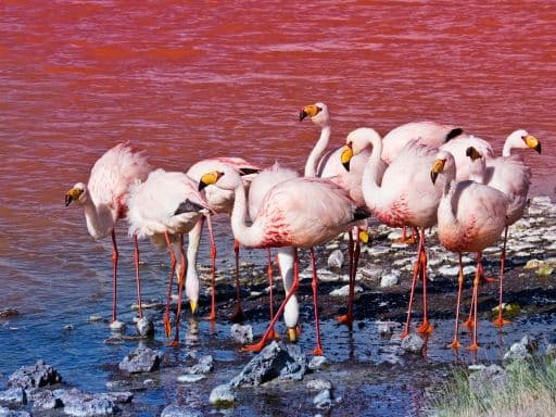 Flamingoes in Laguna Colorada