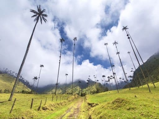 Giant palm trees in Cocora Valley, Salento, Colombia
