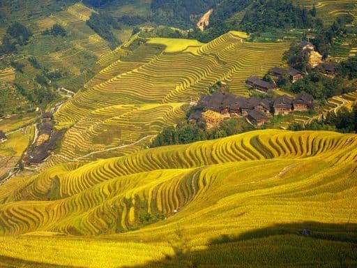 Longji Rice-Terraces